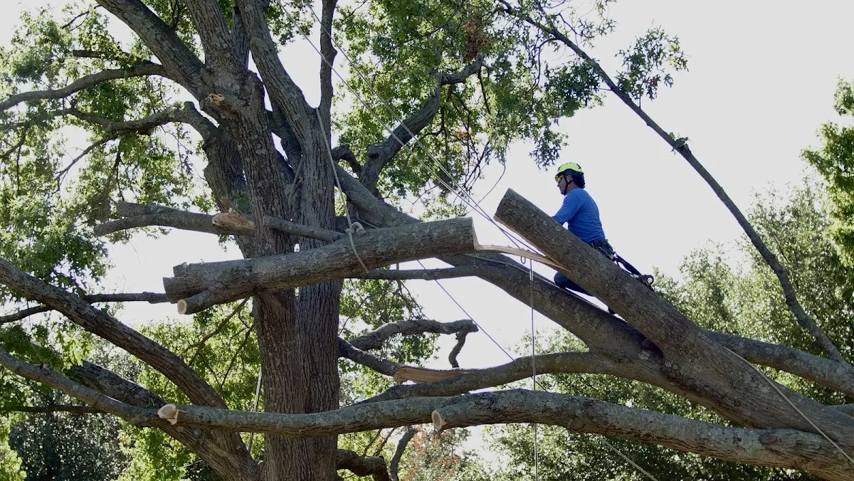 Professional Hazardous Tree Removal performed by certified arborists in Jarales