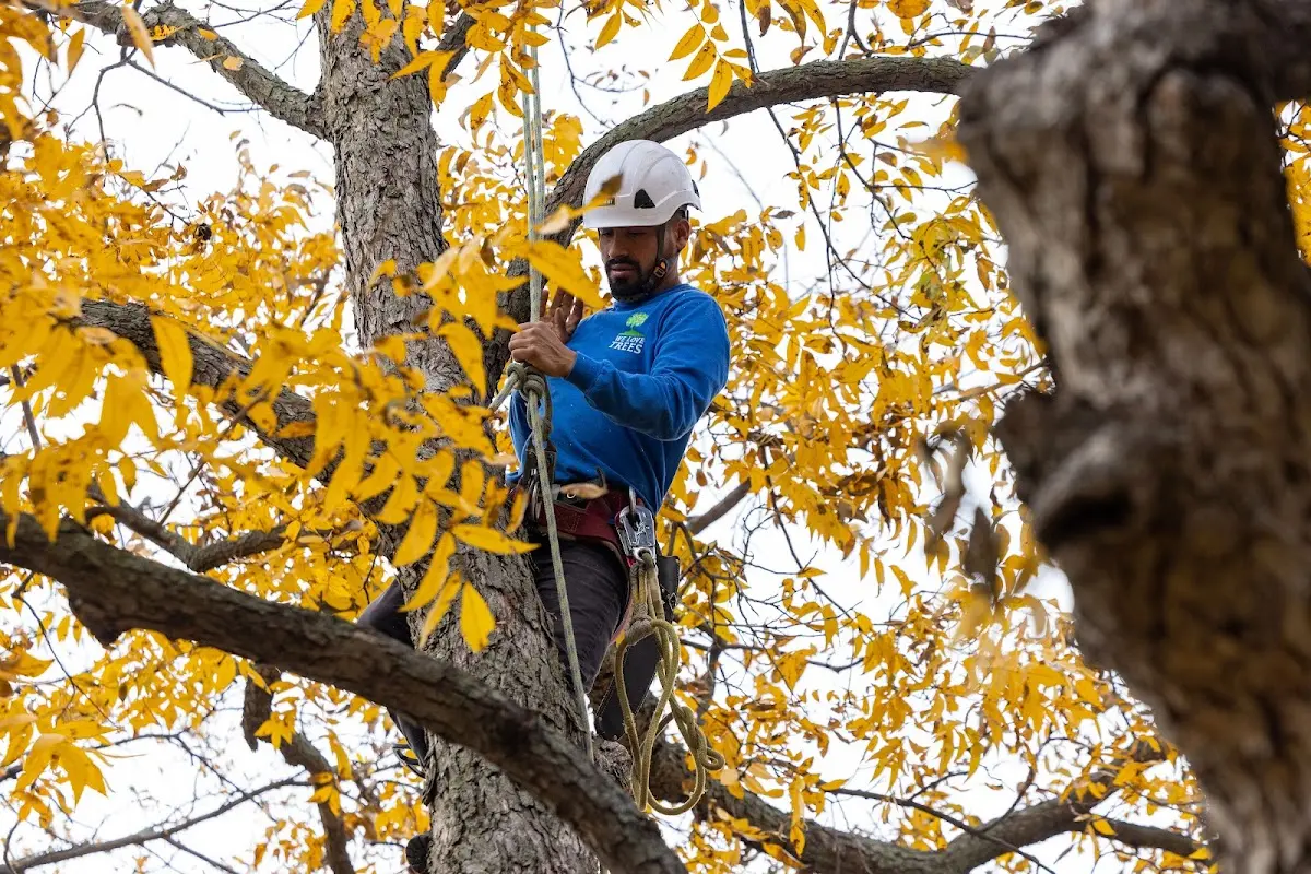 Skilled Tree Pruning crew working in Jarales